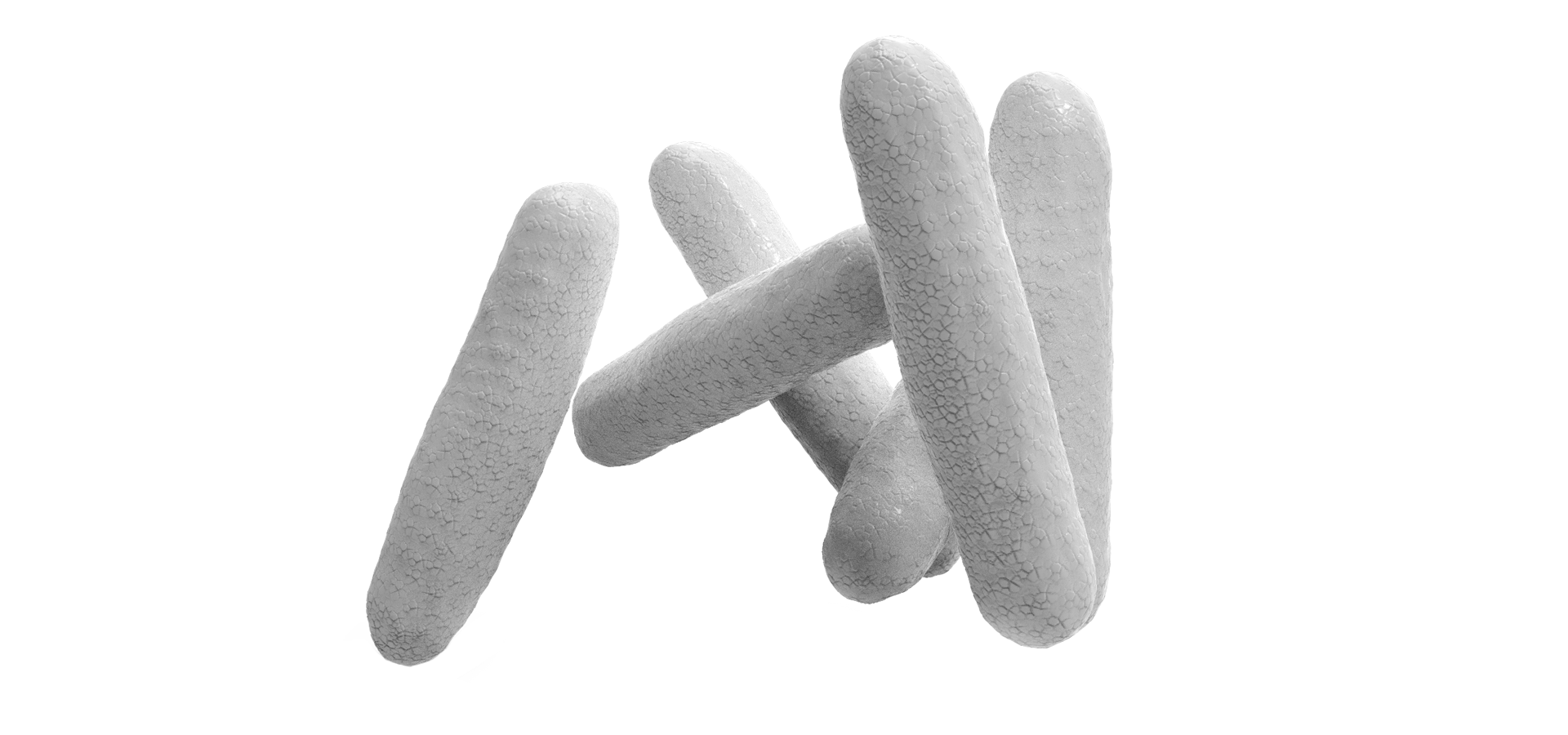 Cyanobacteria synechococcus Cyanobacteria synechococcus