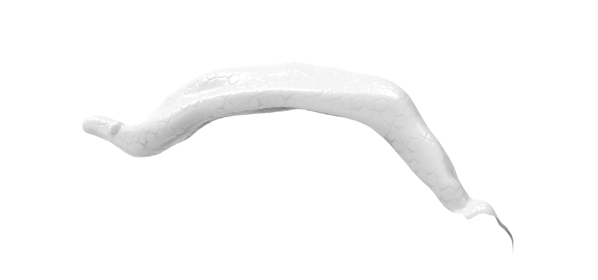 Euglena.22_ senza ombra Euglena.22_ senza ombra