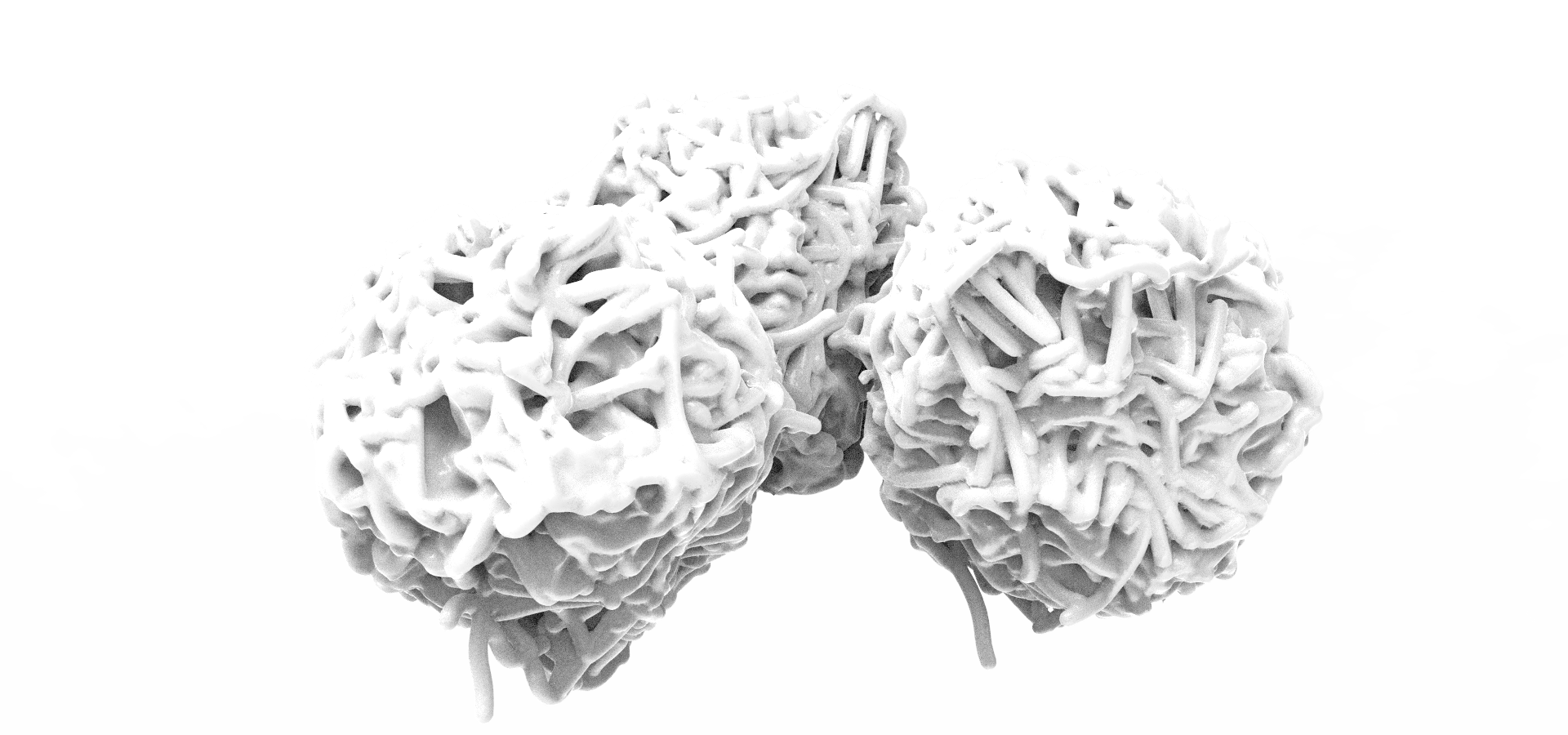 Planococcus.27