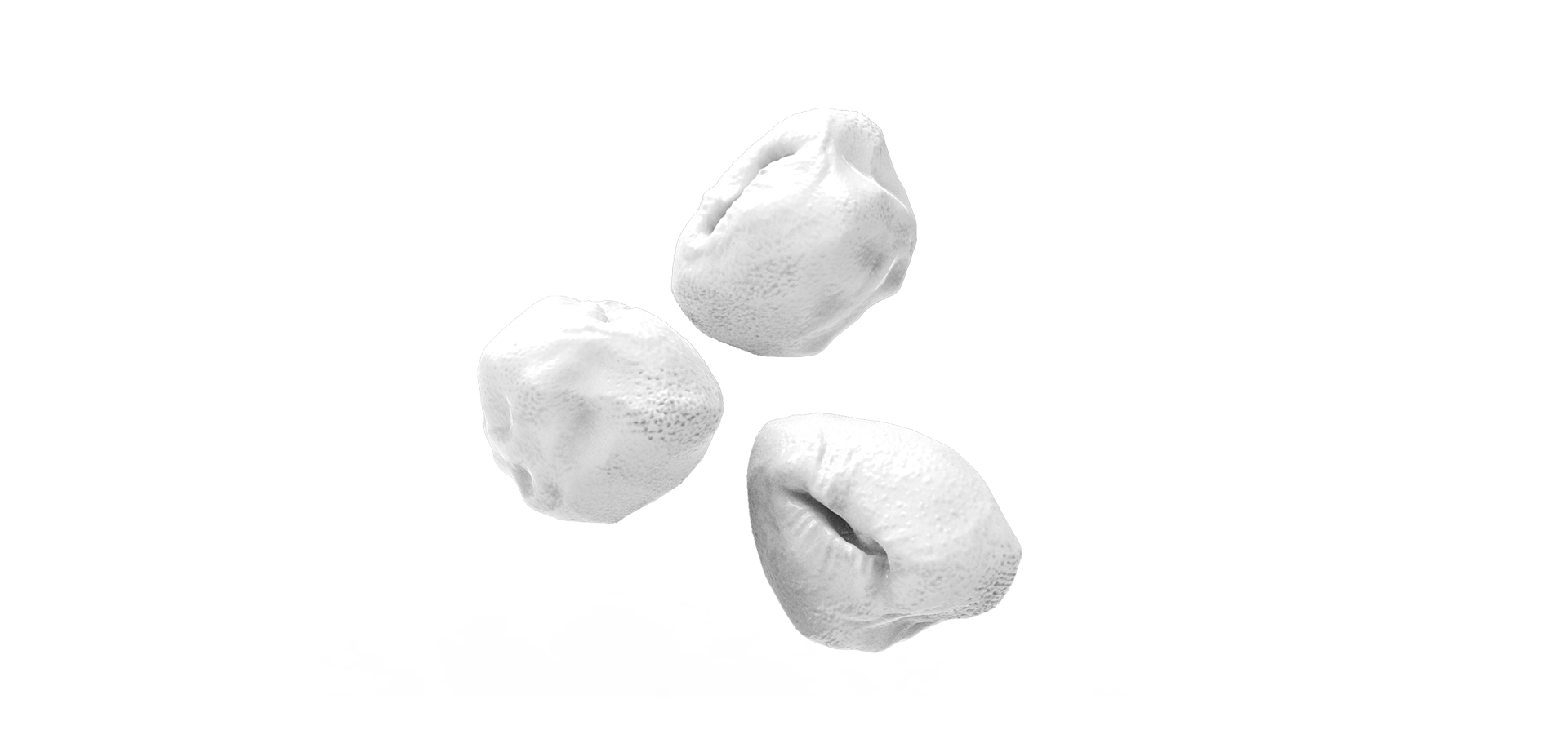 Saccharolobus Solfataricus